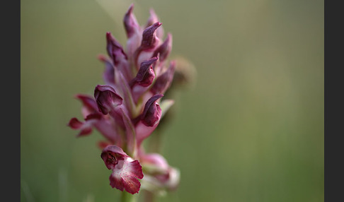 Martrinis Knabenkraut (Orchis coriophora martrinii)