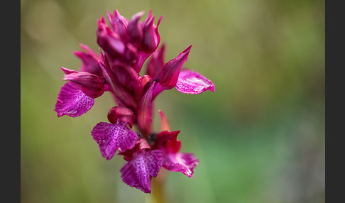 Martrinis Knabenkraut x Großblütiges Knabenkraut (Orchis coriophora martrinii x Orchis papilionacea grandiflora)