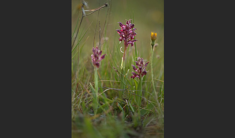 Martrinis Knabenkraut (Orchis coriophora martrinii)