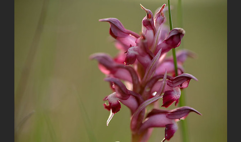 Martrinis Knabenkraut (Orchis coriophora martrinii)