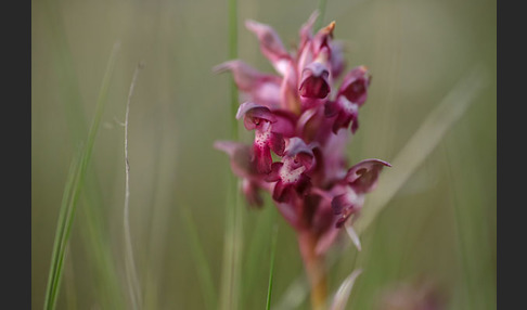 Martrinis Knabenkraut (Orchis coriophora martrinii)