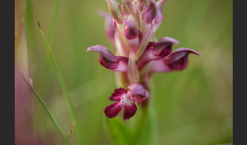 Martrinis Knabenkraut (Orchis coriophora martrinii)