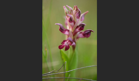 Martrinis Knabenkraut (Orchis coriophora martrinii)