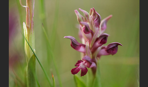 Martrinis Knabenkraut (Orchis coriophora martrinii)