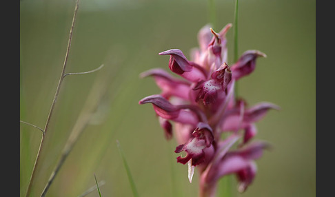 Martrinis Knabenkraut (Orchis coriophora martrinii)