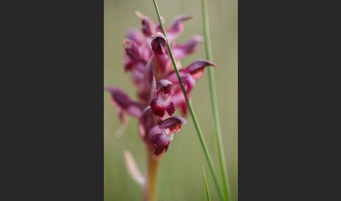 Martrinis Knabenkraut (Orchis coriophora martrinii)