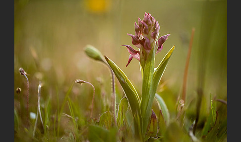 Martrinis Knabenkraut (Orchis coriophora martrinii)