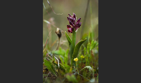 Martrinis Knabenkraut (Orchis coriophora martrinii)