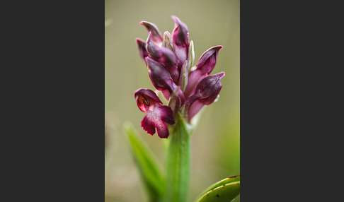 Martrinis Knabenkraut (Orchis coriophora martrinii)