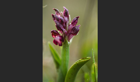 Martrinis Knabenkraut (Orchis coriophora martrinii)