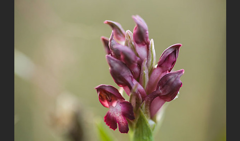 Martrinis Knabenkraut (Orchis coriophora martrinii)