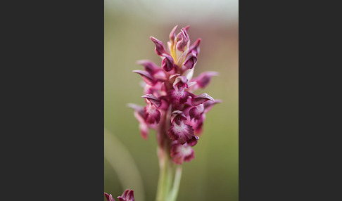 Martrinis Knabenkraut (Orchis coriophora martrinii)