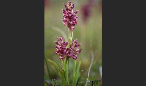 Martrinis Knabenkraut (Orchis coriophora martrinii)