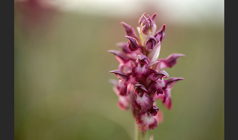 Martrinis Knabenkraut (Orchis coriophora martrinii)