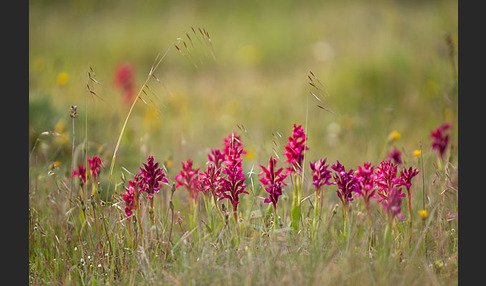 Martrinis Knabenkraut x Großblütiges Knabenkraut (Orchis coriophora martrinii x Orchis papilionacea grandiflora)