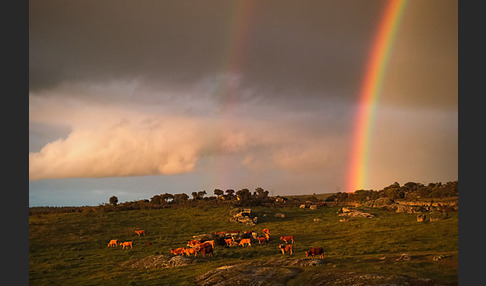 Spanien (Spain)