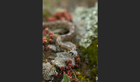 Treppennatter (Rhinechis scalaris)