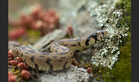 Treppennatter (Rhinechis scalaris)