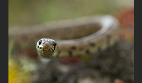 Treppennatter (Rhinechis scalaris)