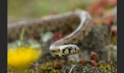 Treppennatter (Rhinechis scalaris)