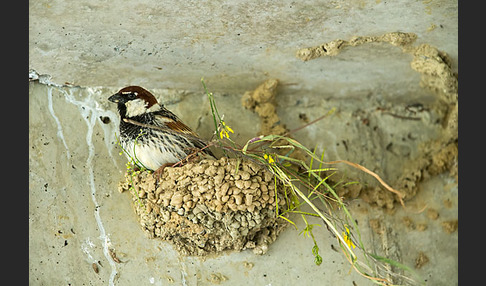 Weidensperling (Passer hispaniolensis)