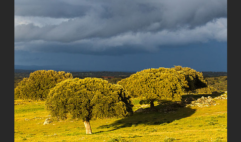 Steineiche (Quercus ilex)