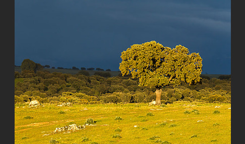 Steineiche (Quercus ilex)