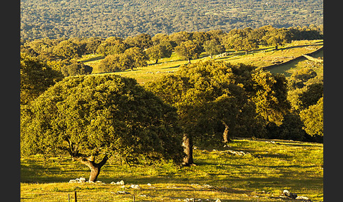 Steineiche (Quercus ilex)