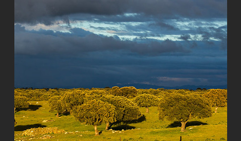 Steineiche (Quercus ilex)