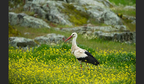 Weißstorch (Ciconia ciconia)