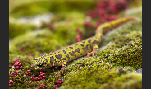 Marmormolch (Triturus marmoratus)