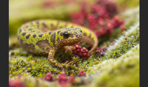 Marmormolch (Triturus marmoratus)