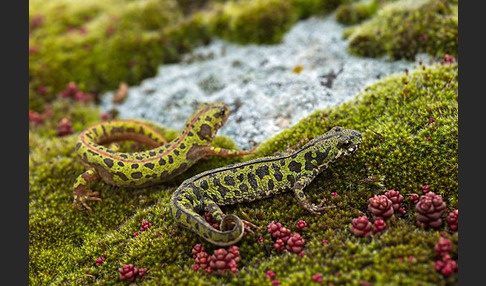 Marmormolch (Triturus marmoratus)