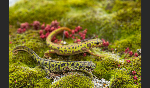 Marmormolch (Triturus marmoratus)