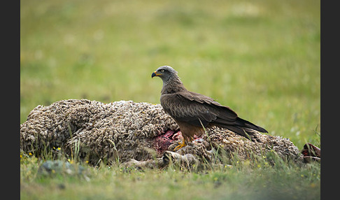 Schwarzmilan (Milvus migrans)