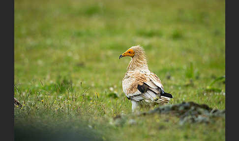 Schmutzgeier (Neophron percnopterus)