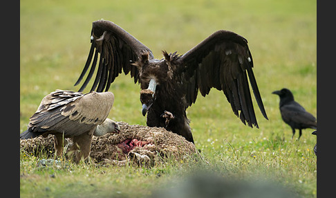 Mönchsgeier (Aegypius monachus)