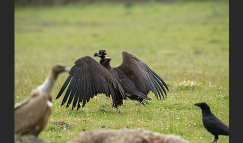 Mönchsgeier (Aegypius monachus)