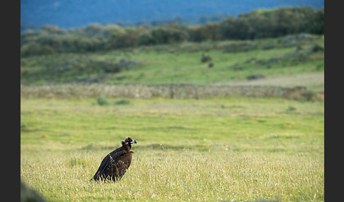 Mönchsgeier (Aegypius monachus)