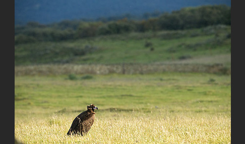 Mönchsgeier (Aegypius monachus)