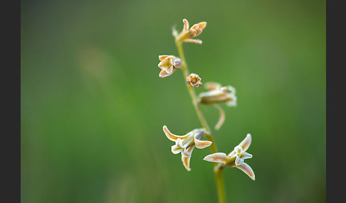 Schweifblatt (Dipcadi serotinum)