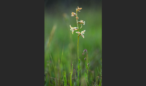 Schweifblatt (Dipcadi serotinum)