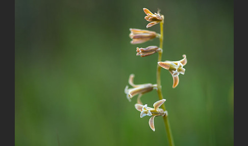 Schweifblatt (Dipcadi serotinum)