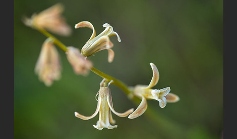 Schweifblatt (Dipcadi serotinum)