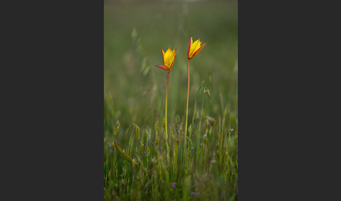 Wilde Tulpe (Tulipa sylvestris)