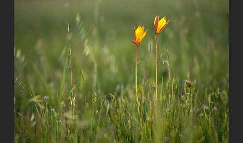 Wilde Tulpe (Tulipa sylvestris)