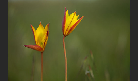 Wilde Tulpe (Tulipa sylvestris)