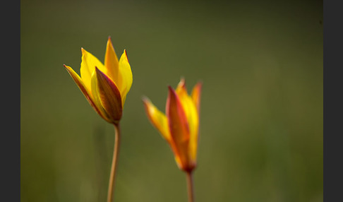 Wilde Tulpe (Tulipa sylvestris)