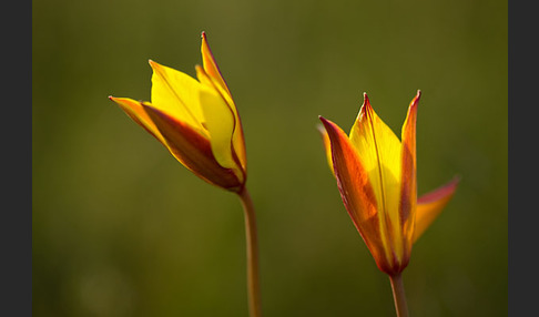 Wilde Tulpe (Tulipa sylvestris)