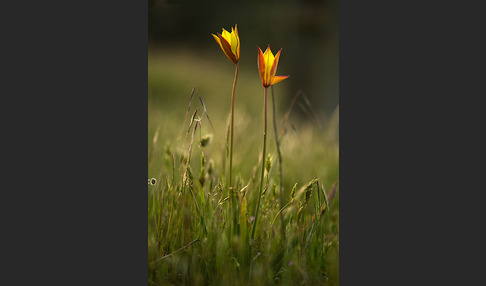 Wilde Tulpe (Tulipa sylvestris)